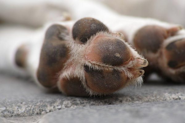 Alt hvad du skal vide om en Shetland Sheepdog